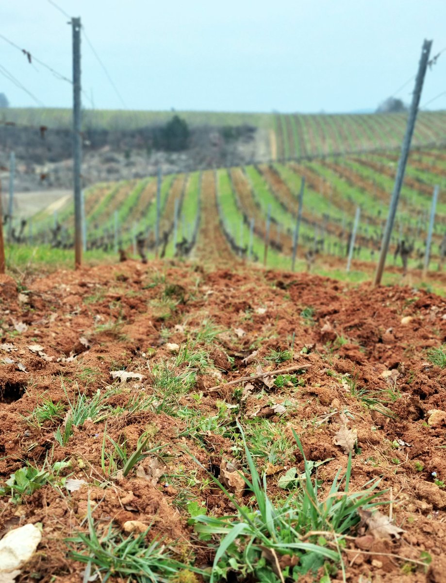 It is now the season for gentle tillage ! 🐜 #Biodiversity comes from hard work, year in and year out. #organicagriculture #biodynamie #demeter #biodyvin #climate #toolatergram #savetheenvironment