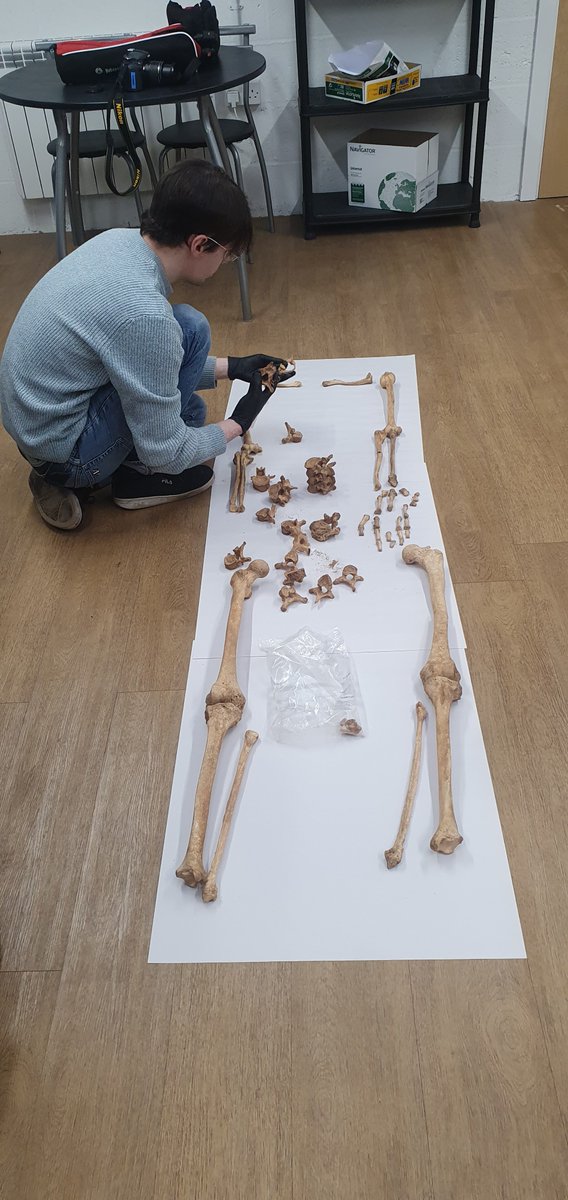 MAParchPractice's tweet image. Yesterday we had University of York student Leon Corneille Cowell looking at a skeleton from our collection for his Undergraduate dissertation #archaeology#IronAge#Outreach