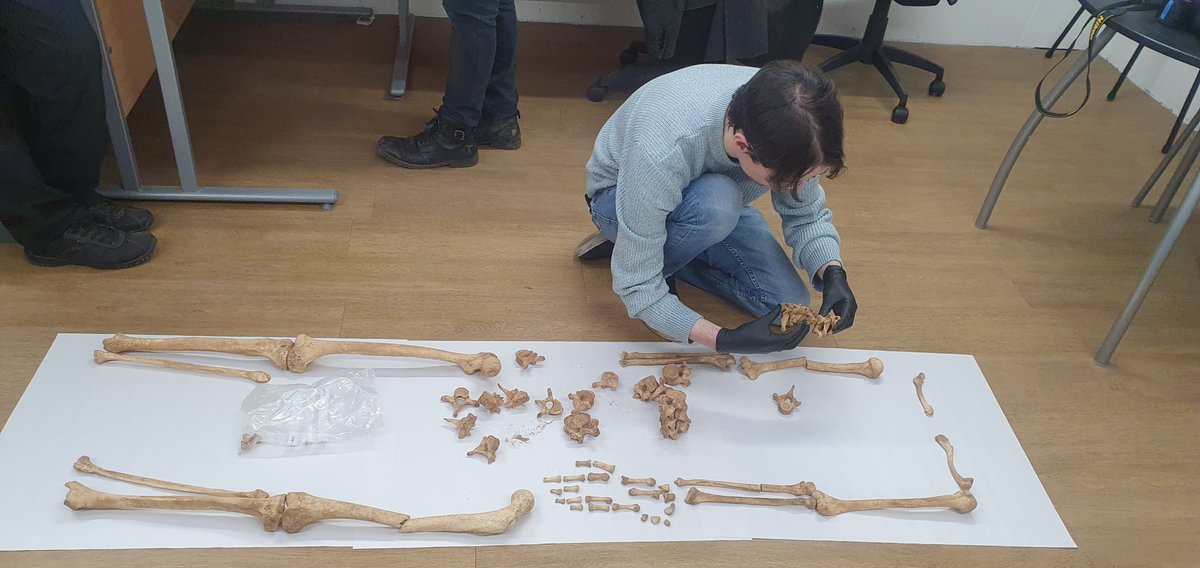 Yesterday we had University of York student Leon Corneille Cowell looking at a skeleton from our collection for his Undergraduate dissertation #archaeology#IronAge#Outreach