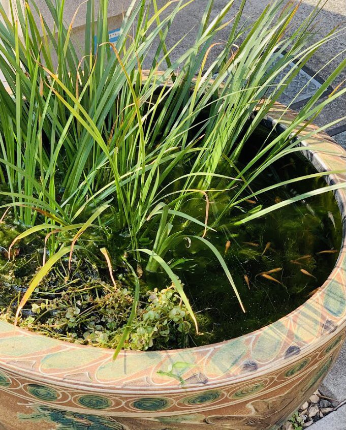 oko108's tweet photo. 庭の甕のビオトープのメダカも動き出し
春ですね
#ビオトープ #めだか #水草 #甕 #庭 #メダカ https://t.co/sSSBwmYdO2