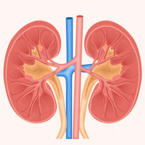 danphecare_ofcl's tweet photo. About kidney health and its better care.

Have a read on this blog and know about it!

https://t.co/XI35kyq2WI

#kidneyhealth #kidneydisease #kidney #KidneyMonth #health #healthcare #kidneyhealthforall https://t.co/nZZVGSRVV4