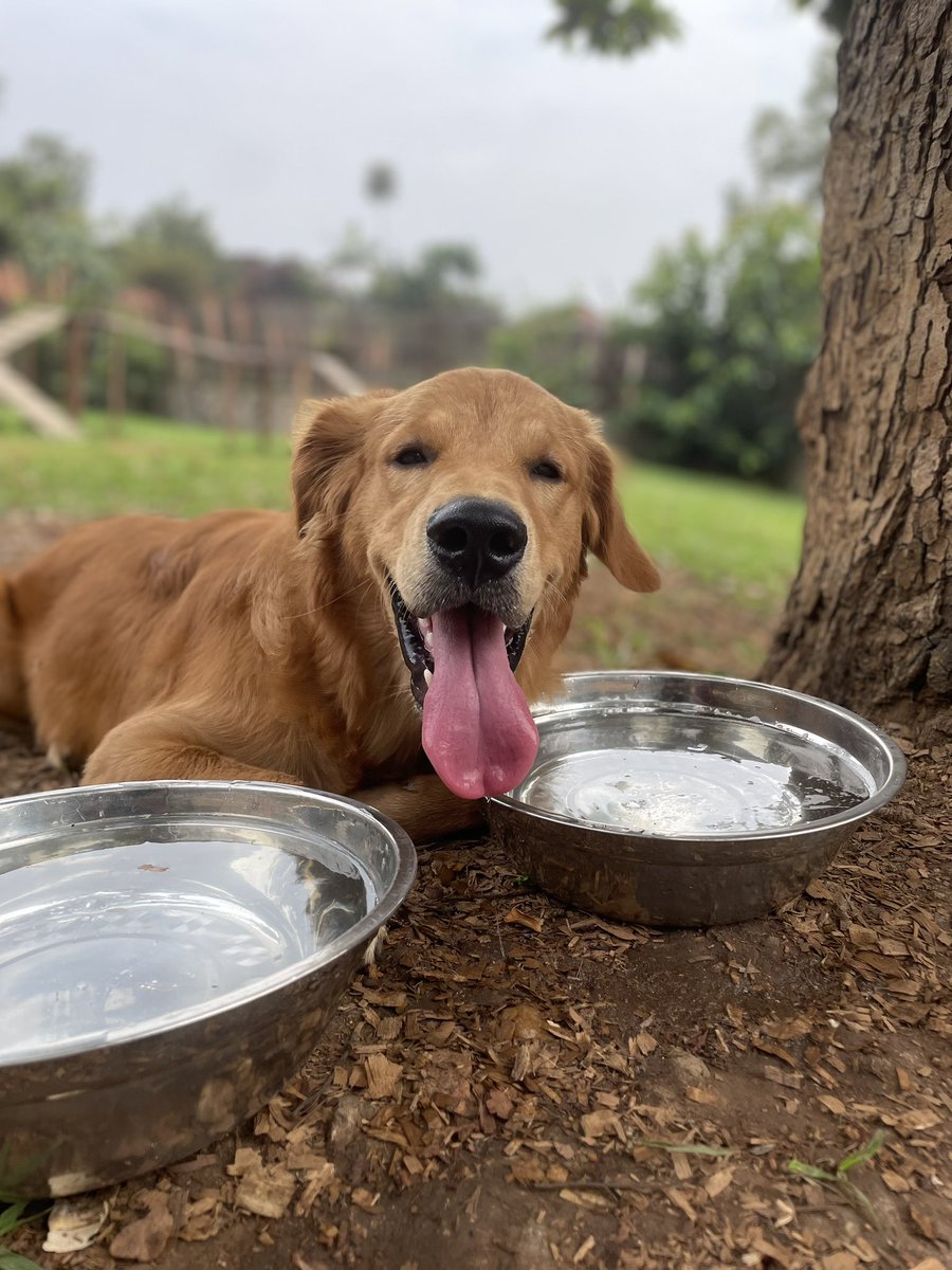 FabriceSano's tweet photo. 𝐈𝐓’𝐒 𝐓𝐎𝐍𝐆𝐔𝐄𝐒 𝐎𝐔𝐓 𝐓𝐇𝐔𝐑𝐒𝐃𝐀𝐘 𝐀𝐓 𝐓𝐇𝐄 𝐏𝐀𝐑𝐊 🐶 https://t.co/jdnCy1JFv4