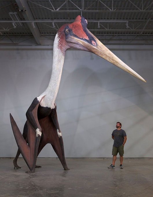 Rainmaker1973's tweet image. Quetzalcoatlus northropi is an azhdarchid pterosaur known from the Late Cretaceous of North America and one of the largest known flying animals of all time 

[read more: bit.ly/2B2SZcw]