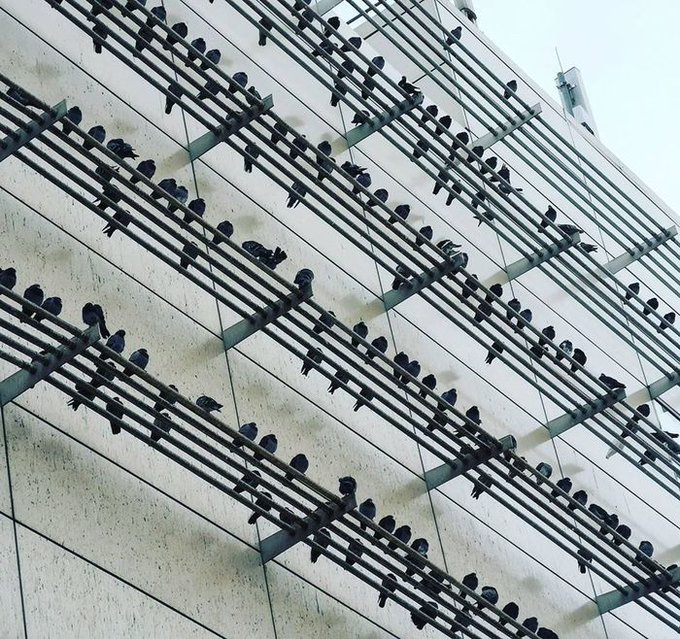 Blur your eyes and this photo looks like a fanciful depiction of sheet music. Unblur them and you'll see a bunch of pigeons on power lines. 

Miller turned the pigeons into music: buff.ly/2RV5Qot