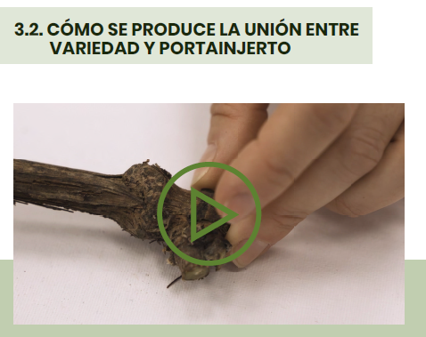 Ahora que ya tenemos casi todo el viñedo podado, hay que pensar en las nuevas plantaciones 😱
Hoy os hacemos llegar nuestra Guía de Elección del Material de Plantación 

- Guía Interactiva, totalmente gratuita
- 9 vídeos 

academica-e.unavarra.es/xmlui/bitstrea…