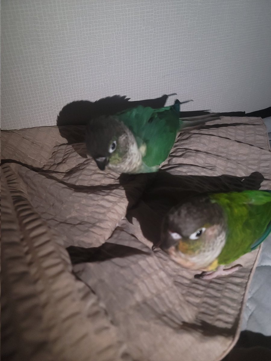 한창 앵춘기인 도토리...아침 저녁으로 누나 손 아작내는중...