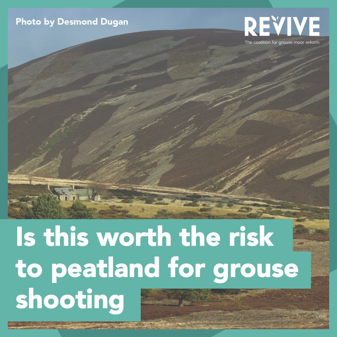Peat is vital to the environment - being a carbon store, wildlife habitat and flood controller. Burning on peatland for grouse shooting should not be considered a justifiable reason to get a licence to muirburn. Help us stop the fires on #OurMoors => revive.scot/no-licence-to-…