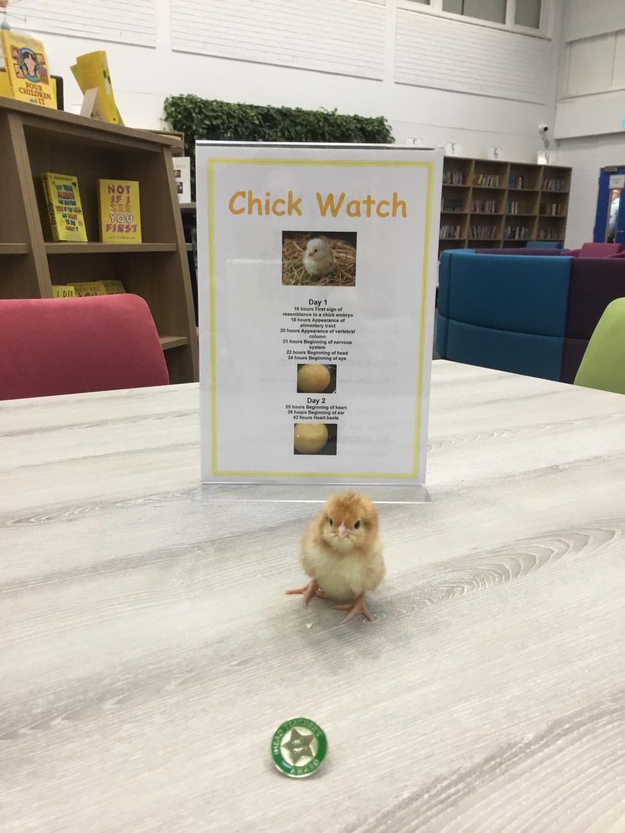 Ms Calvert rubbed his belly to stimulate his breathing, Ms Hutchinson gave him a team talk of encouragement. He became stronger and stronger each minute and he made it through the night. He received a Head Teacher award this morning for his resilience and determination. 3/3