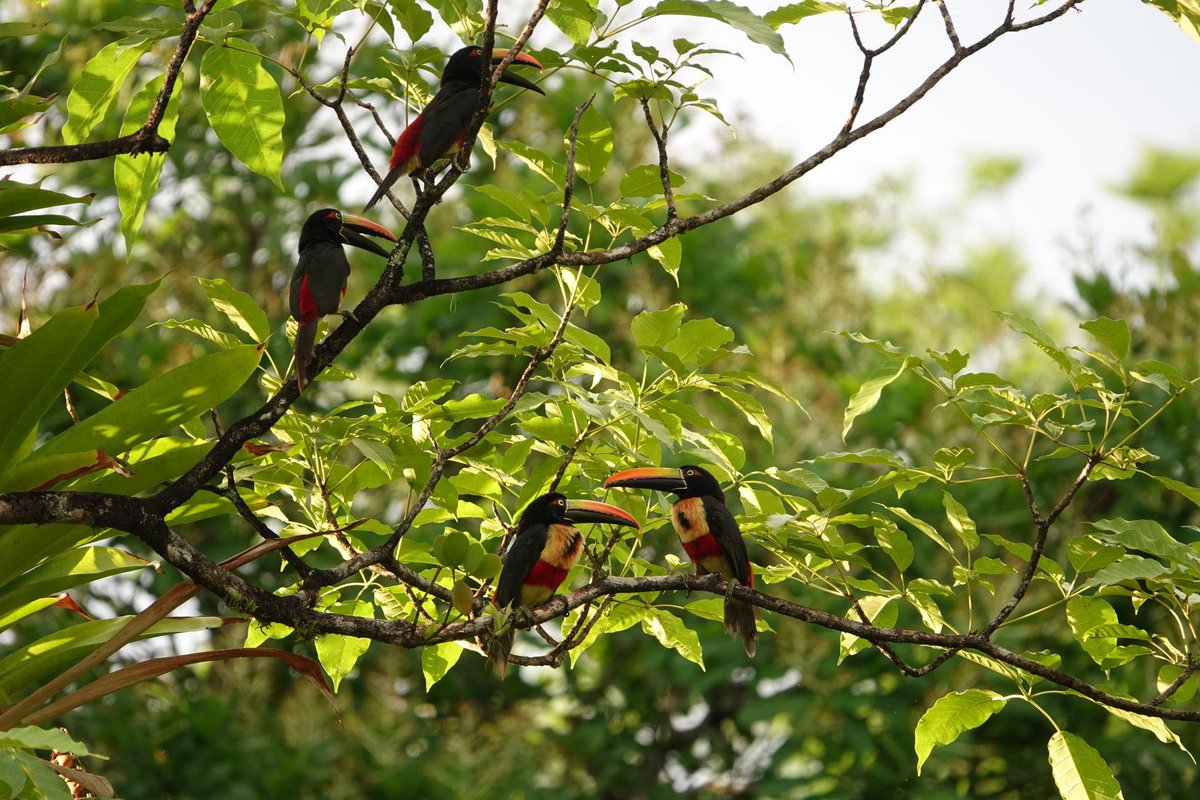 PeaPodExplorer's tweet image. A group of stunning toucans we saw right in from of us, prior to starting a night jungle tour in Costa Rica.