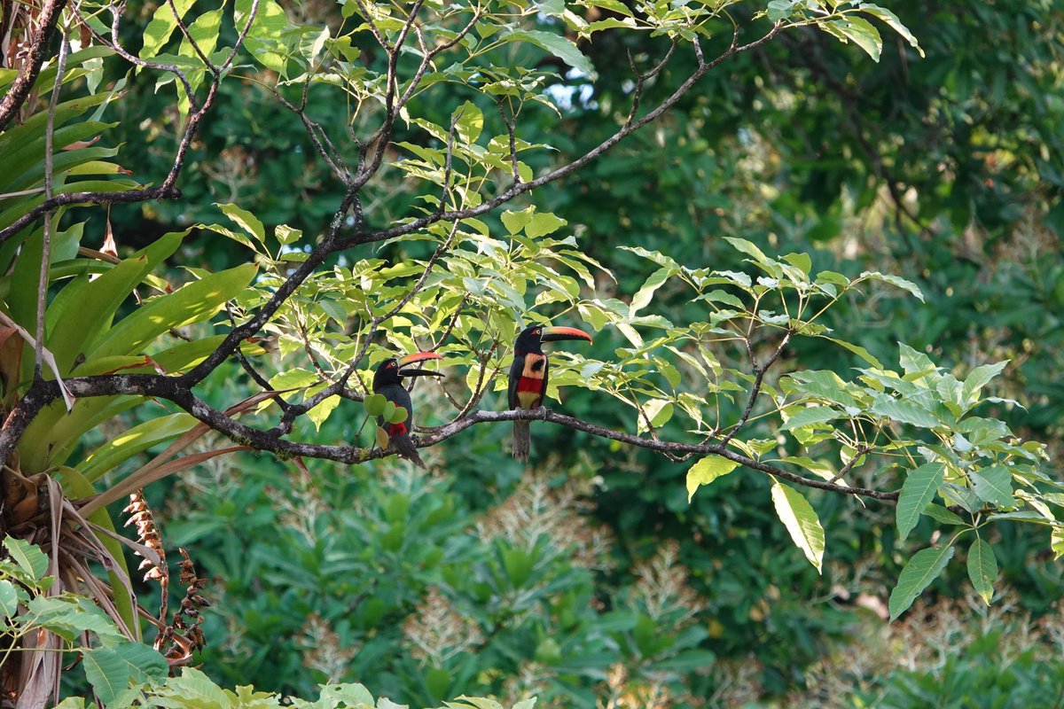 PeaPodExplorer's tweet image. A group of stunning toucans we saw right in from of us, prior to starting a night jungle tour in Costa Rica.