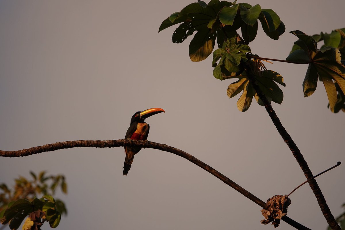 PeaPodExplorer's tweet image. A group of stunning toucans we saw right in from of us, prior to starting a night jungle tour in Costa Rica.