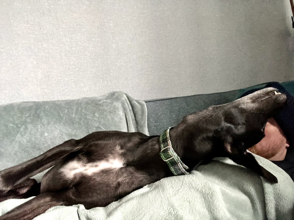raulduke1979's tweet photo. @CoraTheWhippet HooDad https://t.co/UeyRvSD2yp