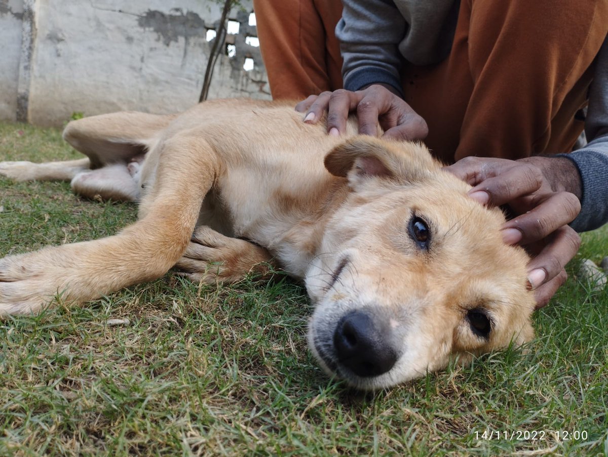 Sadly not one single enquiry about Skye. Im helping a fellow rescuer to find a pet free foster home for this lovely girl. She needs some time to get used to life in the UK. She's not had a good start in life so she so deserves a loving home. If you can help Skye do get in touch