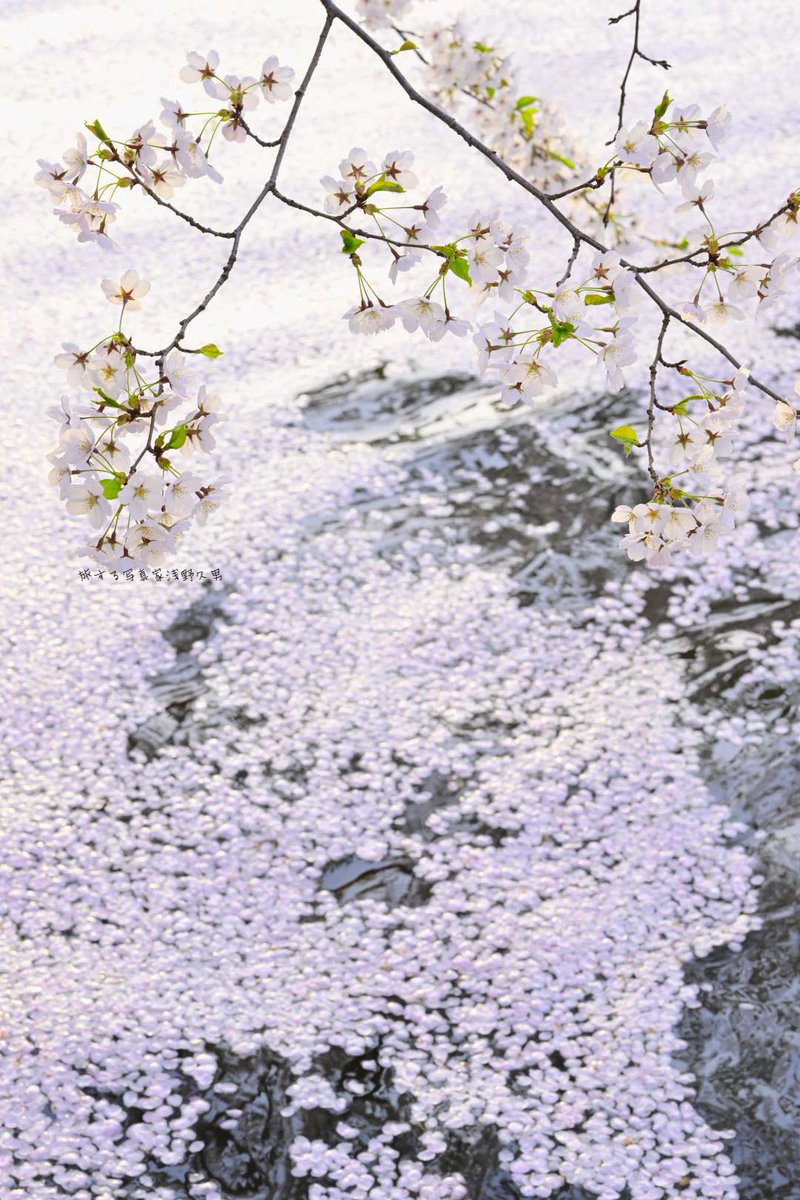 旅する写真家：浅野久男写真通信 : もう桜の時期なんだ。。。

blog.livedoor.jp/asano_hisao/ar…

#nikoncreators #私とニコンで見た世界  #nikonz9 #弘前城　#花筏
