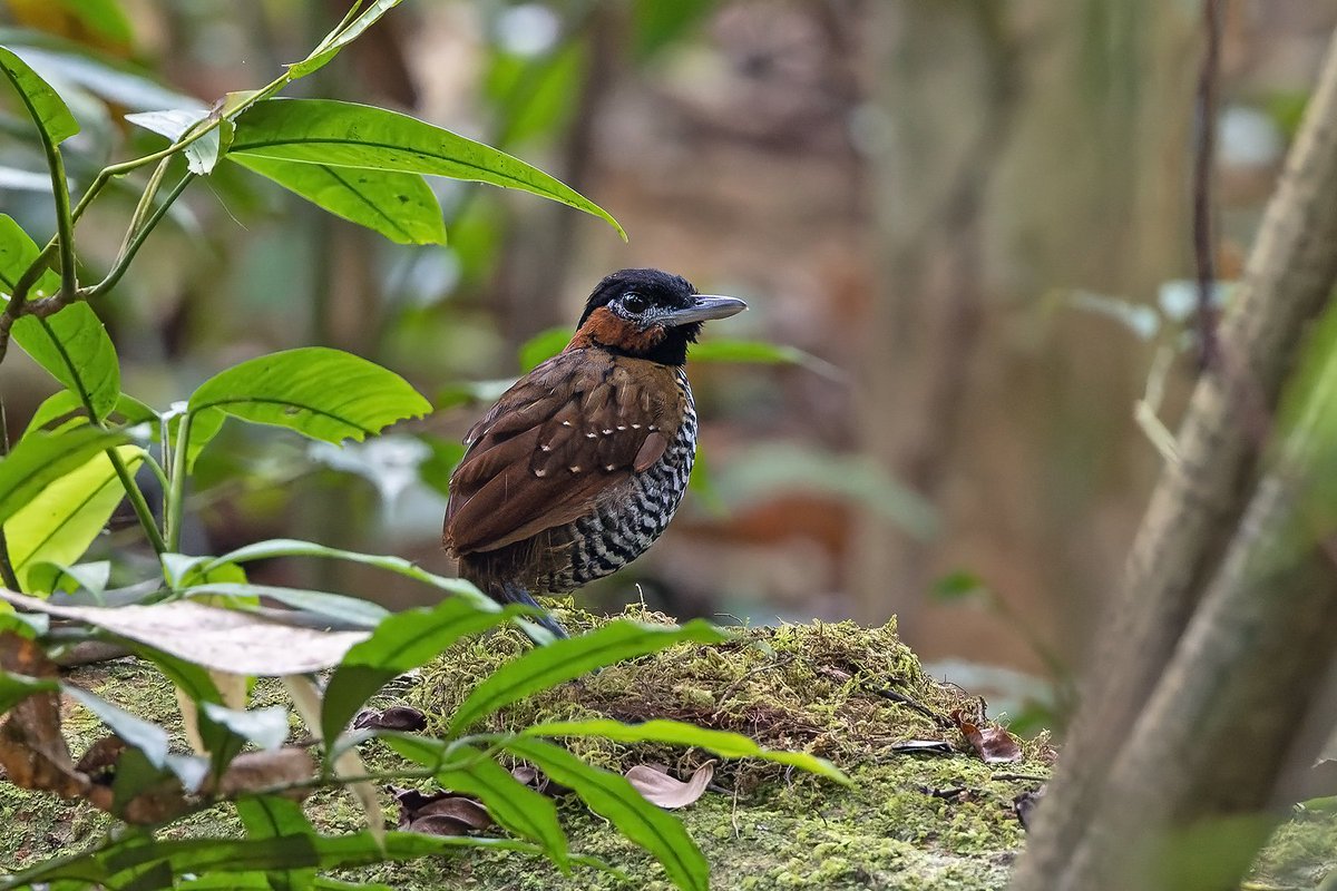 birdingpete tweet picture
