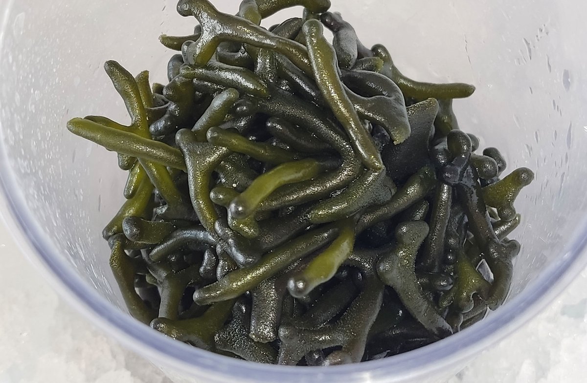 Ctaqua_CT's tweet photo. Para aumentar RENTABILIDAD de su CULTIVO, comenzamos ensayo de FIJACIÓN de #Codium en cuerda en laboratorio
Buscamos CONDICIONES ÓPTIMAS (temperatura, intensidad de luz y substratos) para desarrollar CUERDAS que llevaremos al mar donde crecerán hasta recolección #algas #INNOVALGA https://t.co/4lD4RBTke2