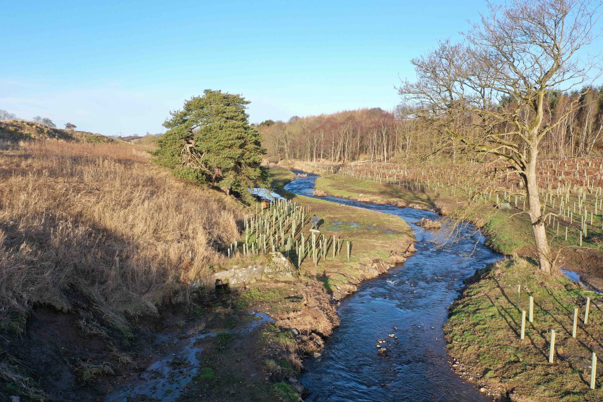 We're committed to #environmental restoration & were delighted to donate 500 native #trees to enhance the riparian corridor at a recent weir removal & watercourse realignment project for @ScottishEPA. The work complements the excellent native planting undertaken by @scotwoodlands