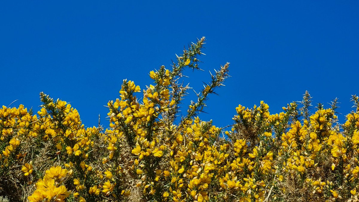 Malcolm Mackenzie (@malcolmplockton) on Twitter photo 