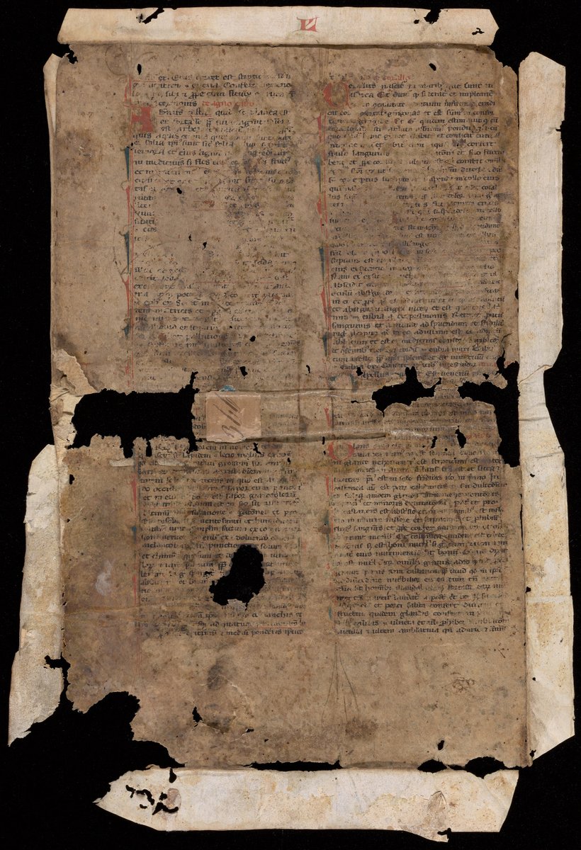 BeineckeLibrary's tweet photo. Manuscript fragment, between 1250 and 1350, of book two of Avicenna's Canon medicinae as translated from Arabic into Latin by Gerard of Cremona; the section contained in the fragment details a variety of herbs and their medicinal qualities. https://t.co/czImiBUEdH https://t.co/cdZffhLyU0