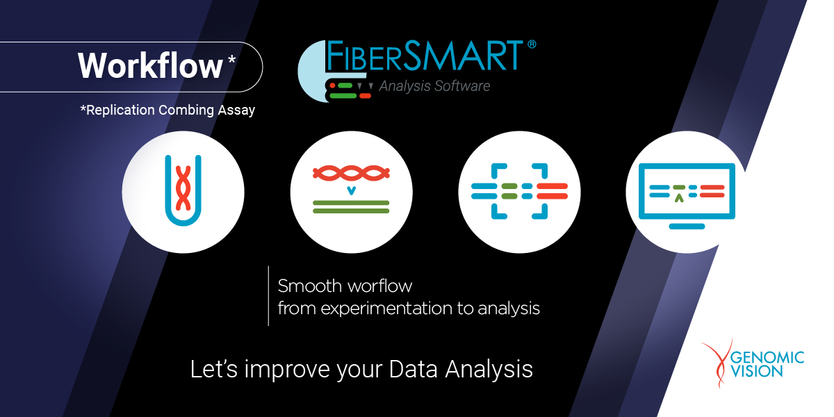 If you are working on DNA replication and keen to automate your workflow, the Replication Combing Assay and FiberSmart® might be the solution for you.
For more information visit info.genomicvision.com/FiberSmart or contact sales@genomicvision.com
#MolecularCombing #Genomics #GeneEditing
