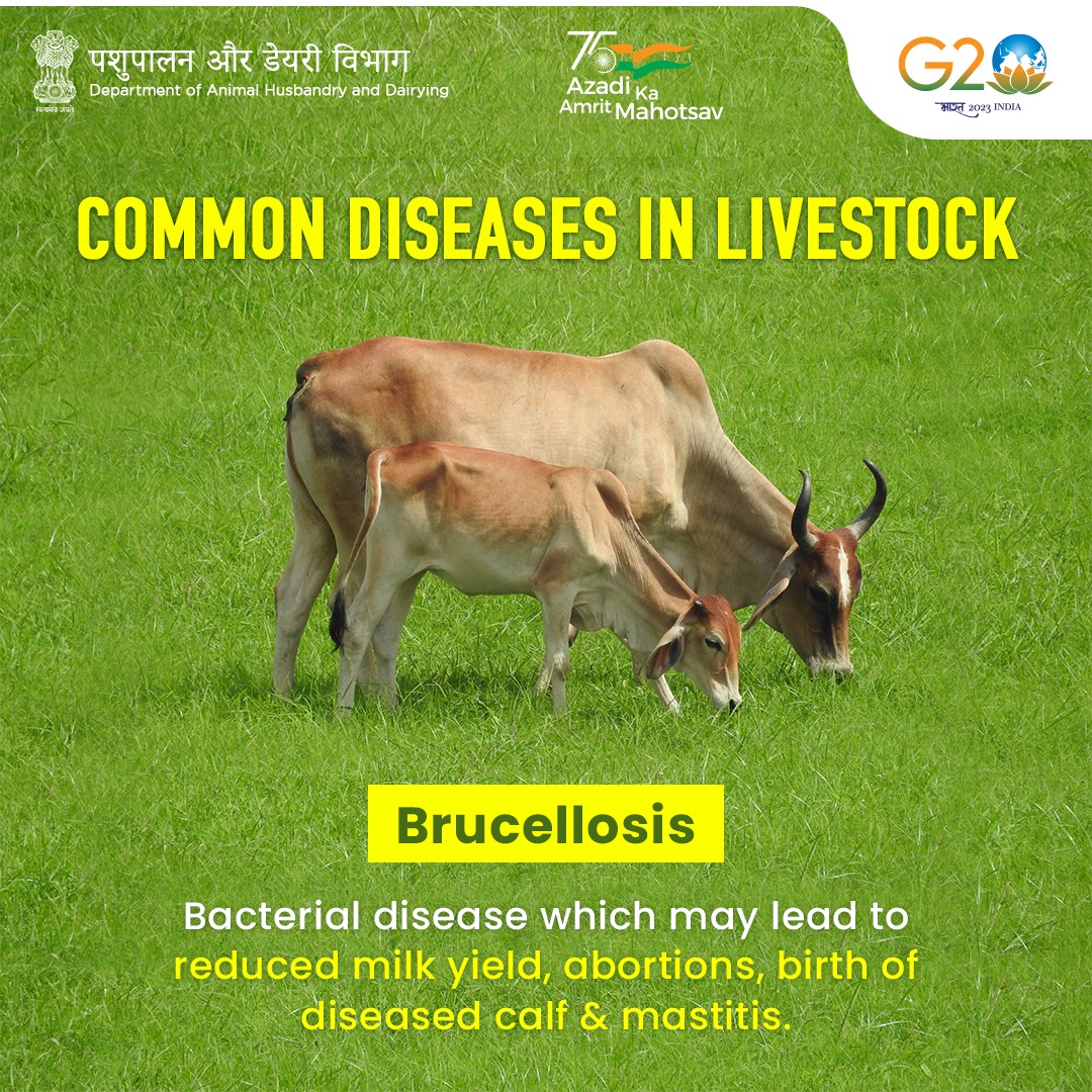 🐂 How to keep #Brucellosis at bay?

💉 Vaccinate 4-8 month-old female #calves once and protect them for life!

#AnimalHealth #AnimalWealth #AnimalDiseases #OneHealth