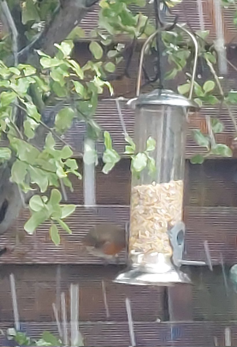 Robin enjoys shelter from the #snow with free snacks.