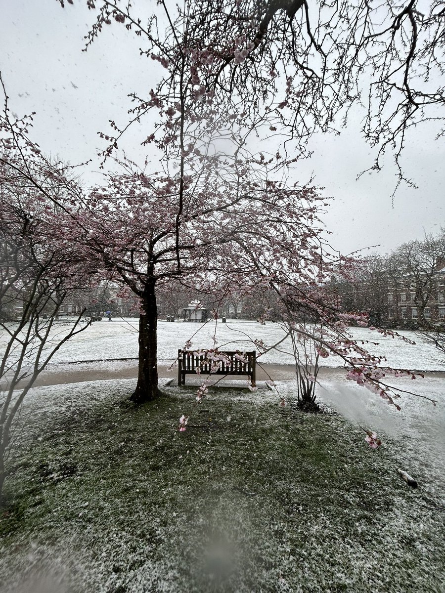 Today’s snow on campus! 🌸❄️

Make sure to stay safe out there folks 💙