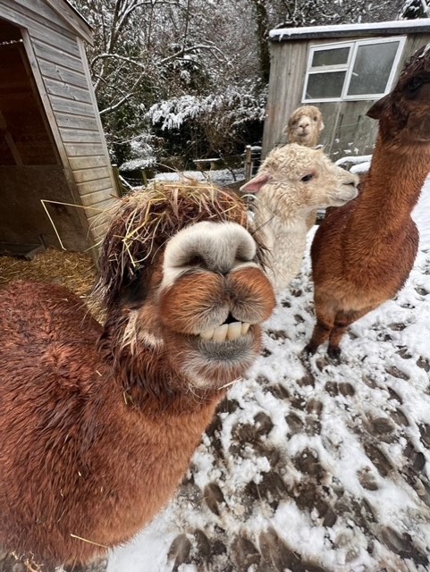 Snow Days make us smile #carefarming #alpacas #farnham #smallcharities @FarmBuddies @SFarms_Gardens