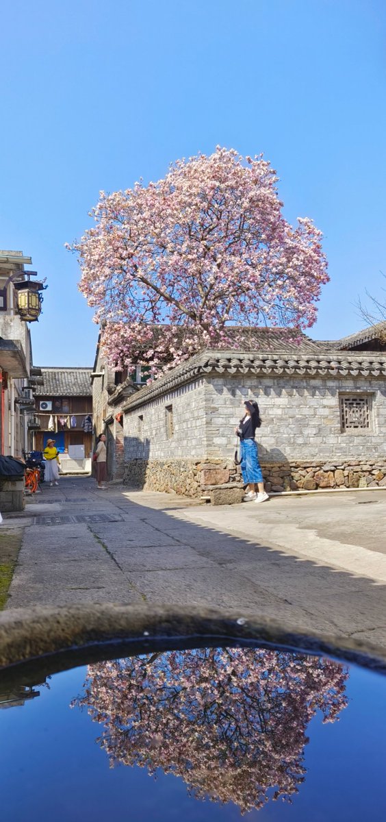 The magnolia of the neighbor 
 邻居家的玉兰花 #大美中国 #美丽浙江 #China #玉兰花 https://t.co/4AOiV2oXXD