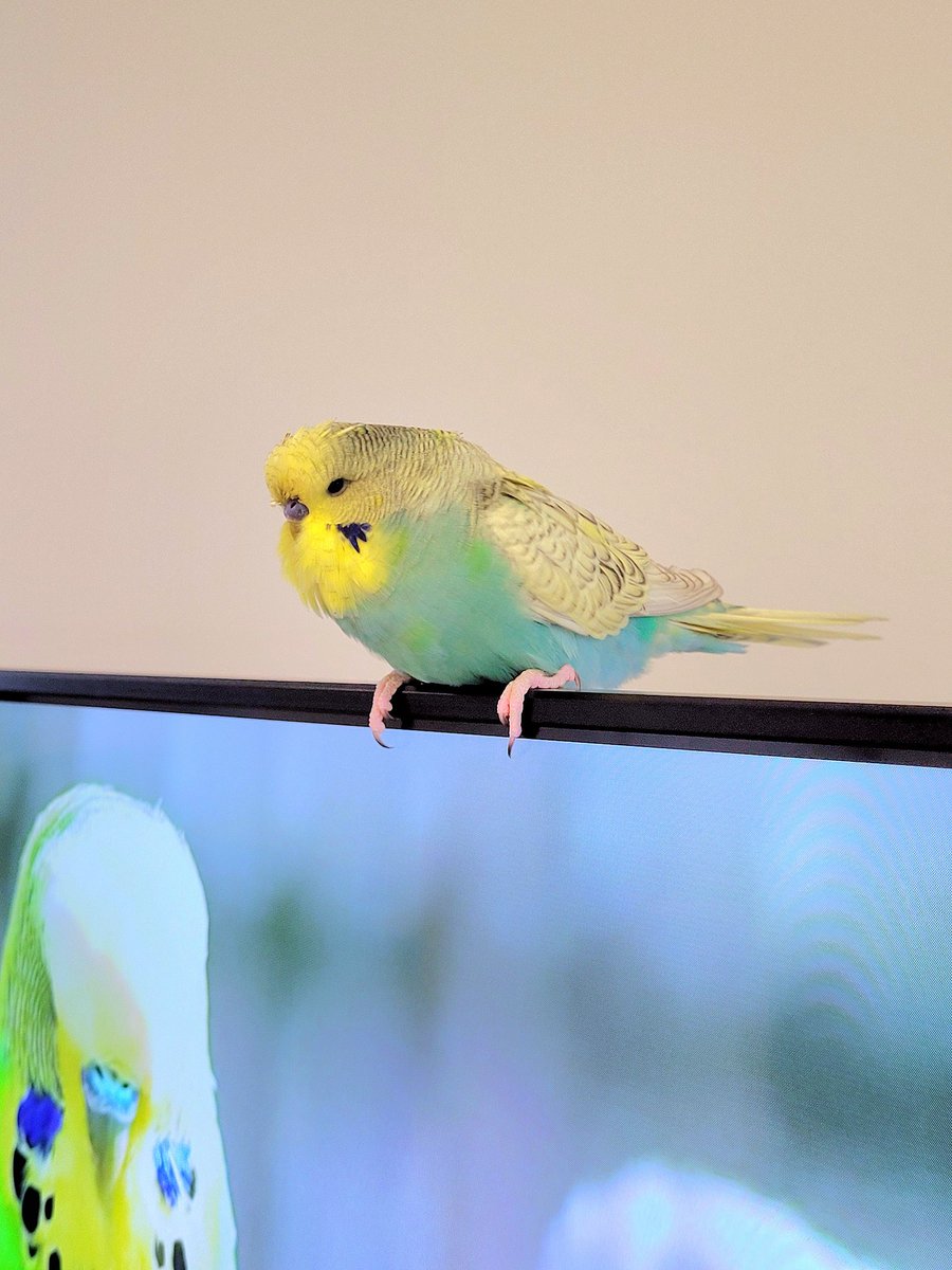 sticks_n_string's tweet image. I have a TV ornament. Someone is having a BIG explore today.