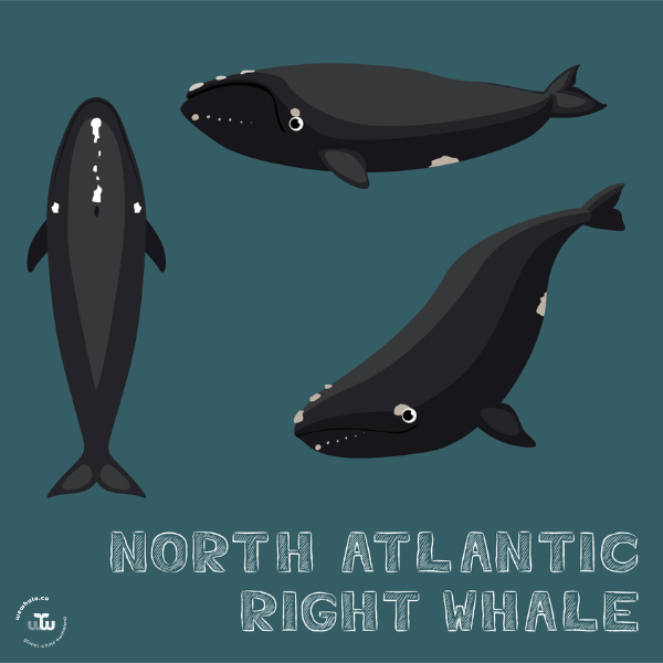 The critically endangered North Atlantic right whale, which migrates between Canada and the U.S., is at its lowest point population-wise in 20 years. The latest estimate suggests there are less than 350 individuals remaining in the world.
#whale #whales #RightWhale