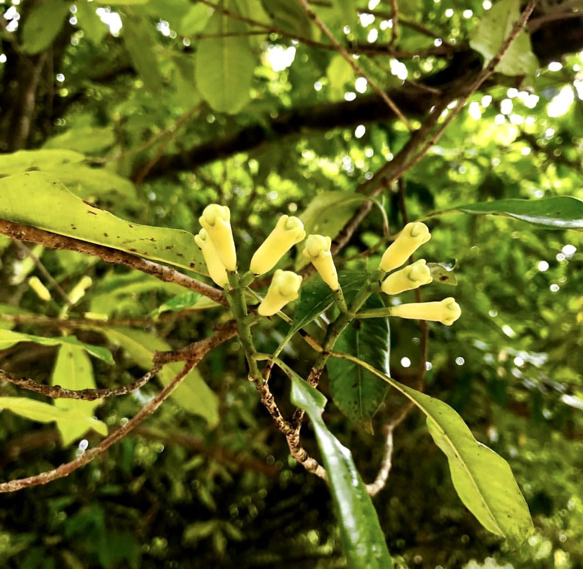 Taste of Nepal on Twitter "“Lwang ko phool” are the aromatic flower bud growing in a tree. The