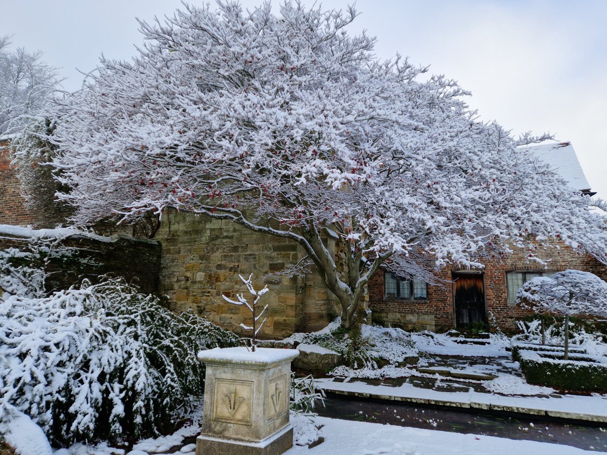 PenshurstPlace's tweet photo. With cold weather back again, we couldn't resist revisiting this image from December of our very photogenic Acer in the Paved Garden!
#ThrowbackThursday #TreesOfTheWeek #HistoricGardens https://t.co/DK7JPGPX3H