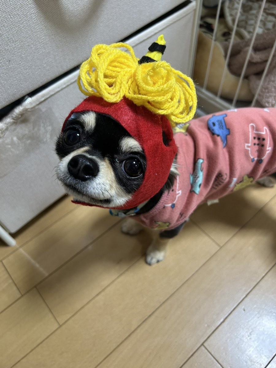MomokaRyuki's tweet photo. @_alan_official 我が家のチワワです🐶 https://t.co/78a3s2a5tA