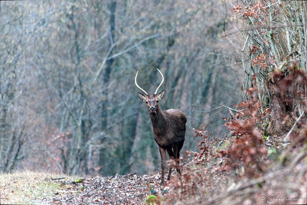 Daguet, Jeune Cerf. Forêt de Verdun
#Mammifères #Forêts #Nature #Faune #Sauvage #Liberté#wildlife #wildlifephotos #nature #inspirenaturenow #pretty_shotz #bestnatureshot #marvelouz_animals #naturelovers #splendid_animals #elegantanimals #verdun  #meuse #lorraine #grandest