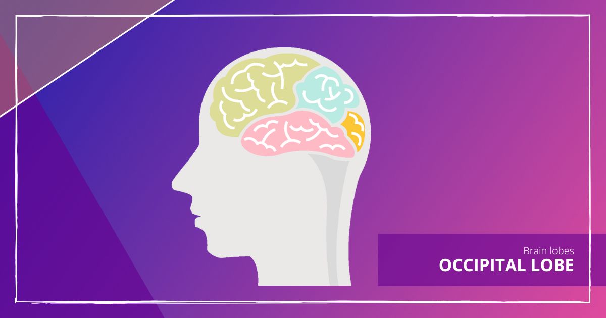 The occipital lobe is the smallest of the four main lobes of the cerebral cortex. It is located in the posterior area of the skull, near the nape of the neck Is divided into different areas, each of which is responsible for processing a number of specific functions #occipitallobe