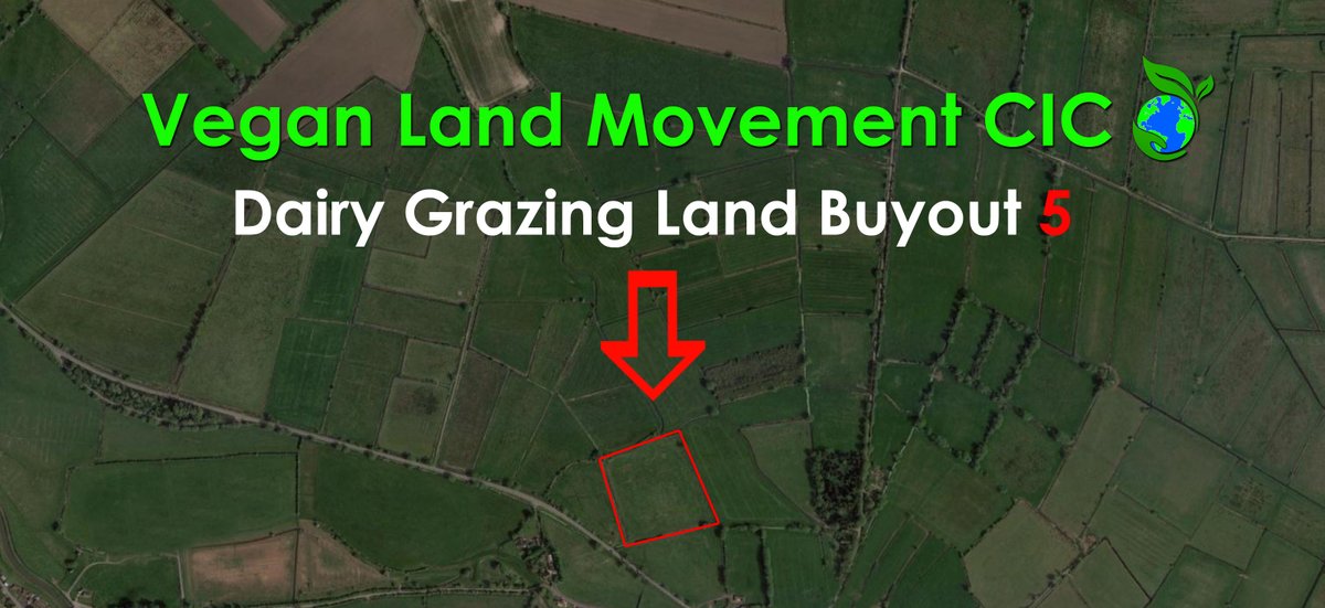 #DairyLandBuyout5 💥 LAND NOTICE ALERT 💥 Over 6 acres of dairy grazing land is up for sale. The VLM has 3 weeks to reach the target to remove this land from dairy farming forever & give it back to the earth & endangered species 🦋🦔🌳 🧵 globalvegancrowdfunder.org/vegan-land-mov…