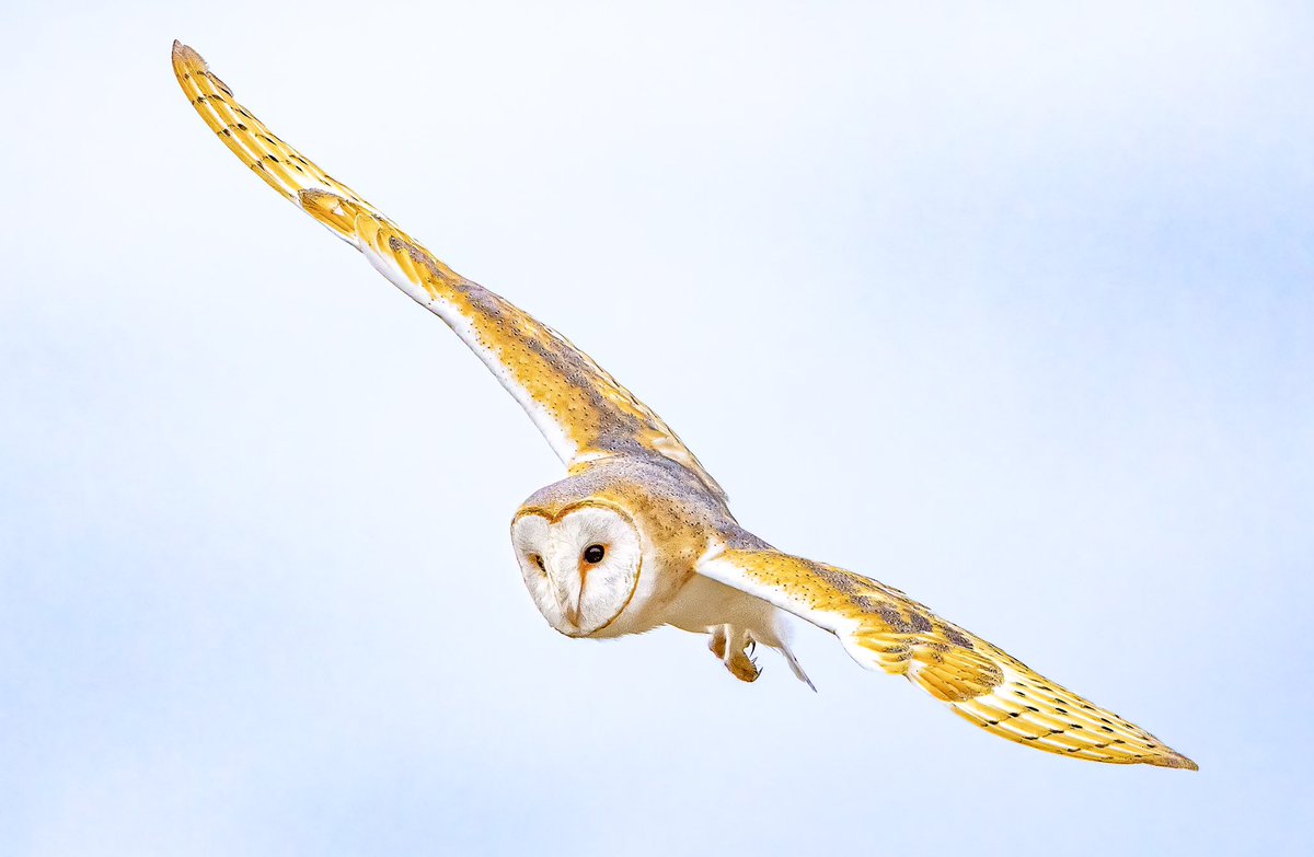 DorsetShazz's tweet photo. Barn owl (Tyto alba)

#owl #BarnOwl #Dorset #birdphotography #wildlifephotography #Nature #GhostOwl @DorsetWildlife @owltrust14 @ChrisGPackham @BBCSpringwatch @StormHour @DorsetBirdClub @Bournemouthecho @Natures_Voice https://t.co/LJToERTw7d