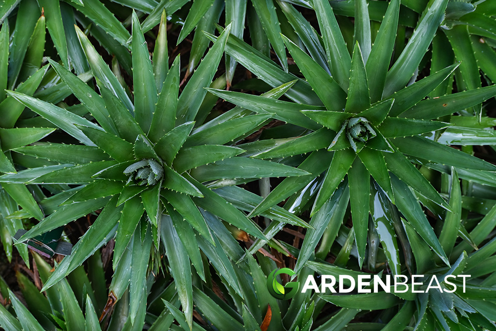 Dyckia Brevifolia Guide: How to Grow &amp; Care for "Sawblade"
gardenbeast.com/dyckia-brevifo…