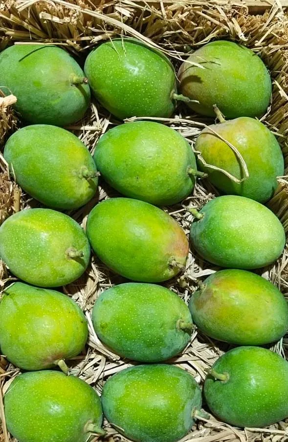 ChettyExports's tweet photo. Fresh, delicious, and juicy Alphonso mangoes now available for export! Get your hands on the world-famous mangoes.
  #AlphonsoMango #ChettyExports #FreshMangoes #ExportQuality #JuicyAndDelicious
Contact Us:
support@chettyexports.com
 +91 99406 99223 https://t.co/9kArRmPYU3