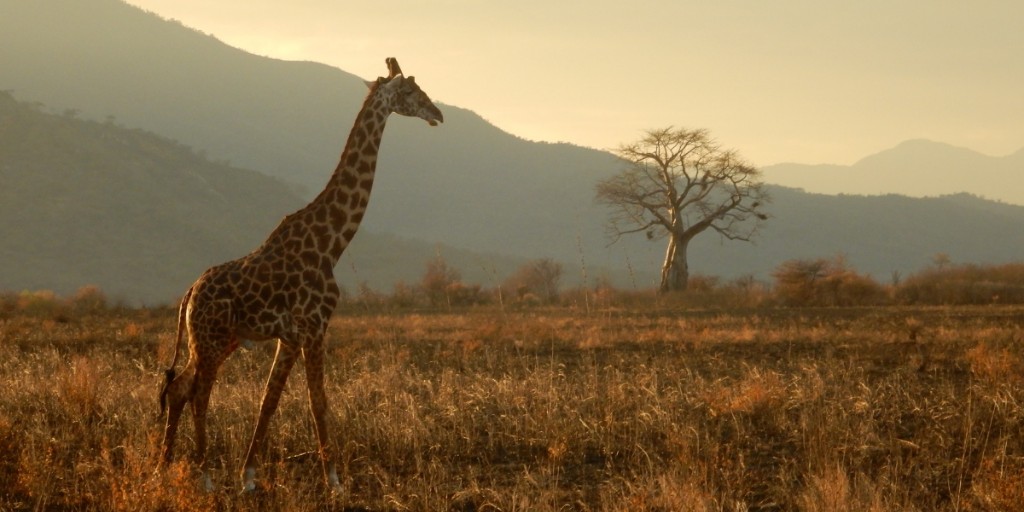 Is it ever okay for trophy hunters to kill lions, tigers and giraffes?

This question might be enough to get you tapping away angrily on your keypad.

But are the resulting #twitter pile-ons shutting down genuine scientific debate and harming conservation efforts?  

A thread🧵