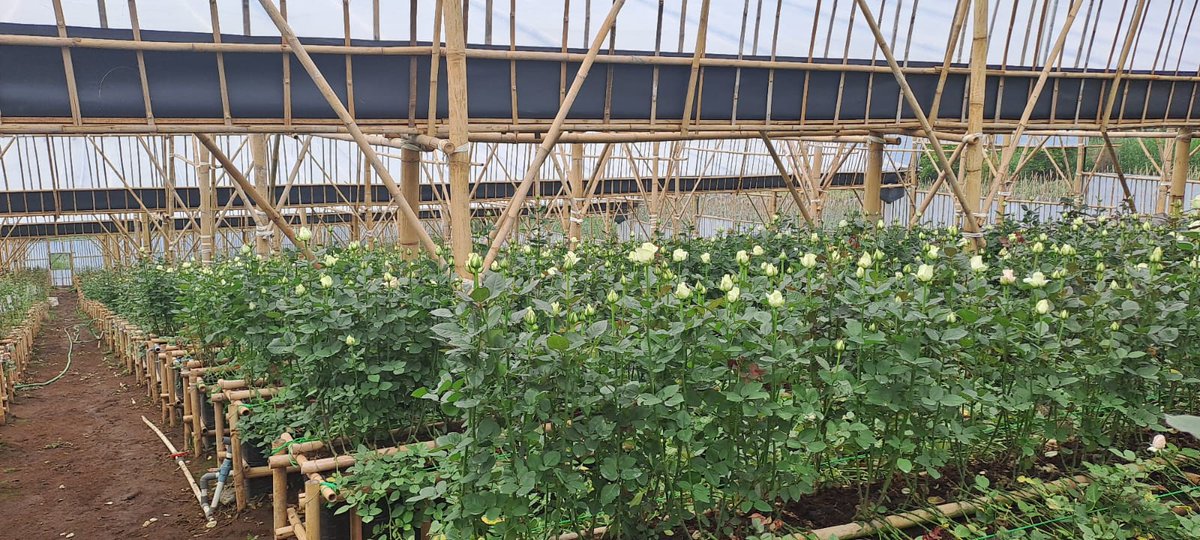 Klo stres masalah kerjaan, tinggal masuk GH or area packing aja keknya udh 'stress relief' deh 🤭

Semoga ad rejeki beli tanah di Sumowono, bikin 1 or 2 GH aja plus villa tentunya di sana trus budidayain cutflower esp roses 😍