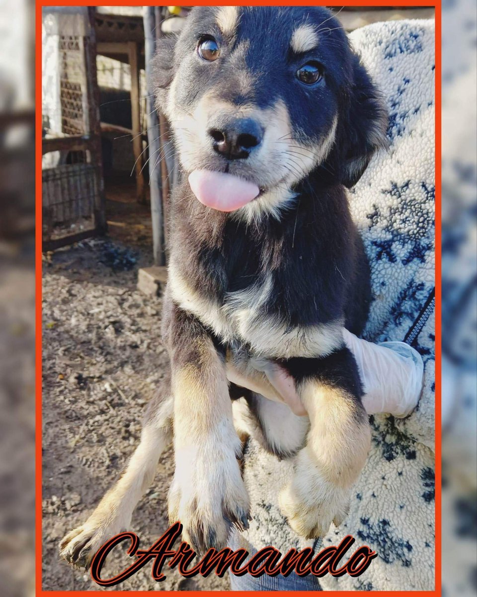 #adoption #chien 
🐕  ARMANDO, né en septembre 2022, fera environ 12kg adulte
🏡 Nous recherchons une famille prête à s'investir dans l'éducation de ce chiot 🥰
👉 Pour l'adopter bit.ly/3EO8Vjb