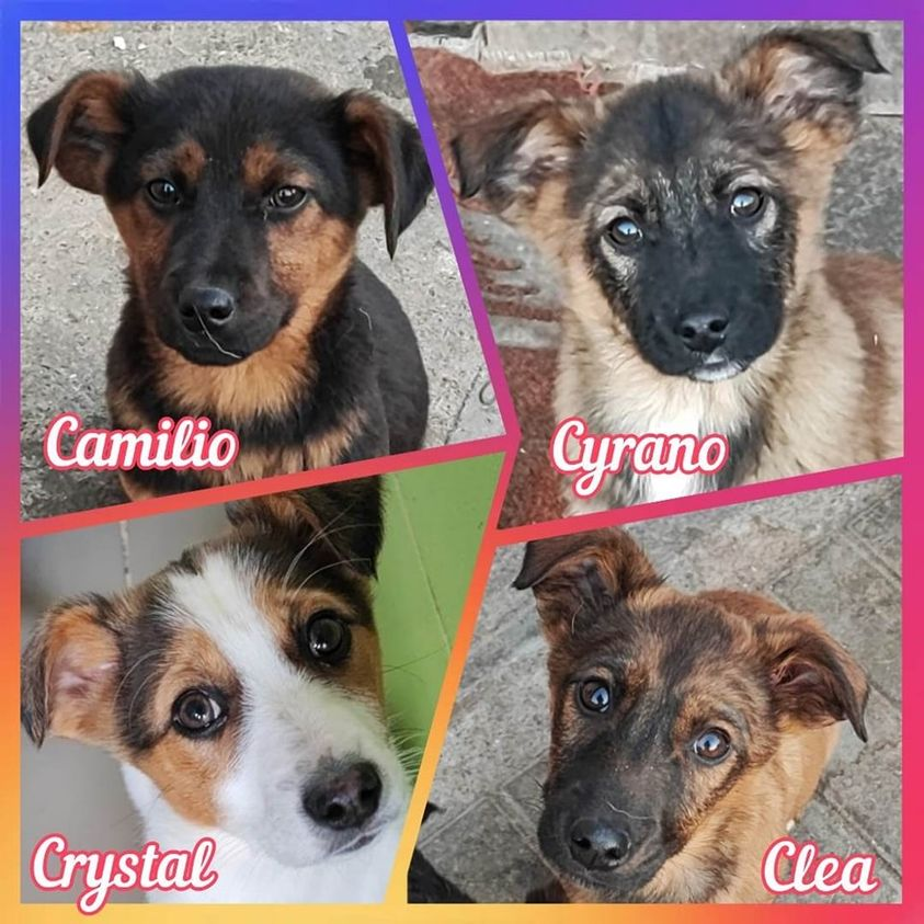 🐕 #adoption #chien
CAMILIO, CYRANO, CRYSTAL et CLEA, tous les 4 nés fin octobre 2022, rêvent d'une famille aimante qui saura les choyer et les aimer...
Retrouvez leur album respectif sur notre Facebook ❤️
facebook.com/photo?fbid=178…
