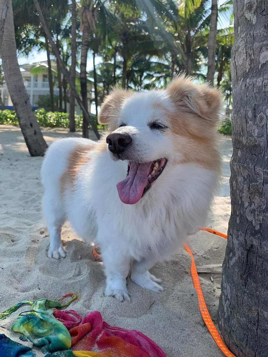 Paws4Compassion's tweet photo. Mr Tofu is still waiting to be adopted by his forever family, but he enjoys beach walks with our volunteers in the meantime ⛱

#dogwalks #dogsoftwitter #dogrescue #adoptme #adoptdontshop #doglife #doglovers #itsadogslife #beachday #beachbabe #beachvibes #rescuedogs #rescuedog https://t.co/04G18nlHVp