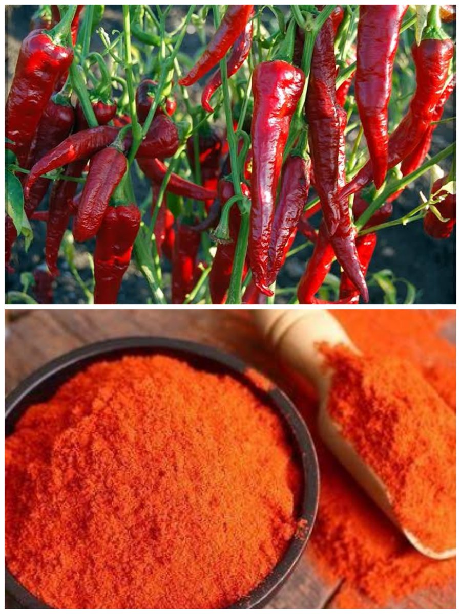 The GI tagged Byadagi Chilli is characterised by a deep red tint and copious seeds. It has a pleasantly sharp taste and is extensively used in Udupi sea food cuisine.