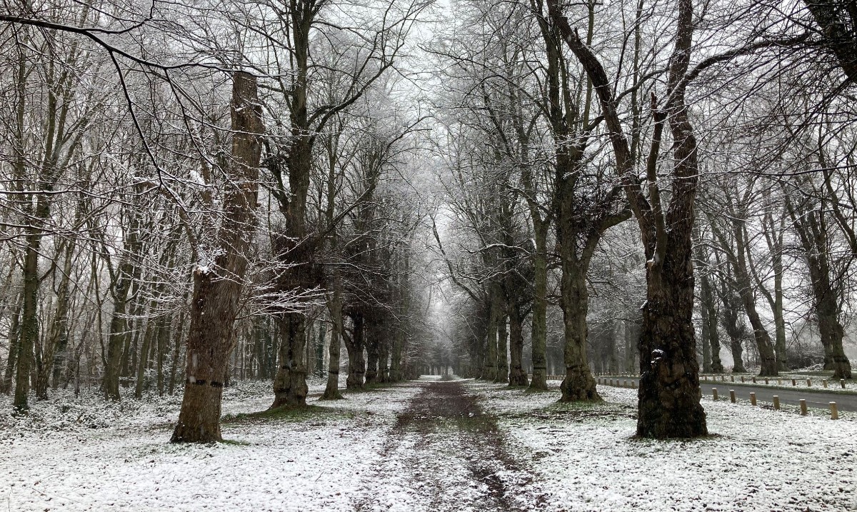 A snowy Limetree Avenue this morning #ClumberPark #snow