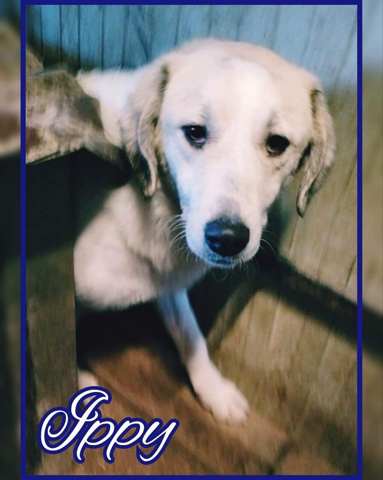 #adoption #chien 
🐕 IPPY, né en juillet 2021, pèse environ 20/25kg
🏡 Nous recherchons une famille patiente car ce chien câlin et affectueux ne connaît pas encore la vie de famille 🥰
👉 Pour l'adopter bit.ly/3EO8Vjb