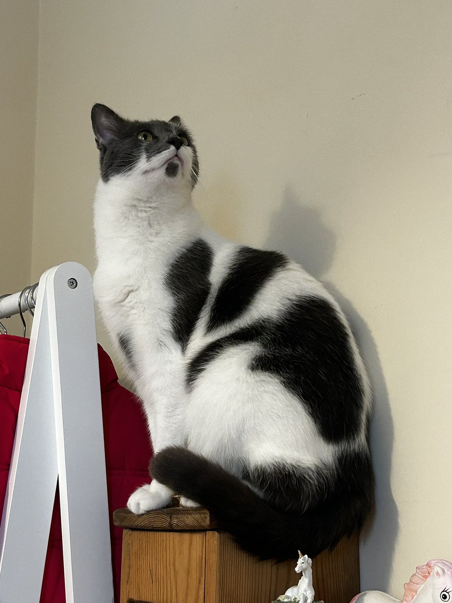 This handsome dude is helping me work today #CatsOfTwitter