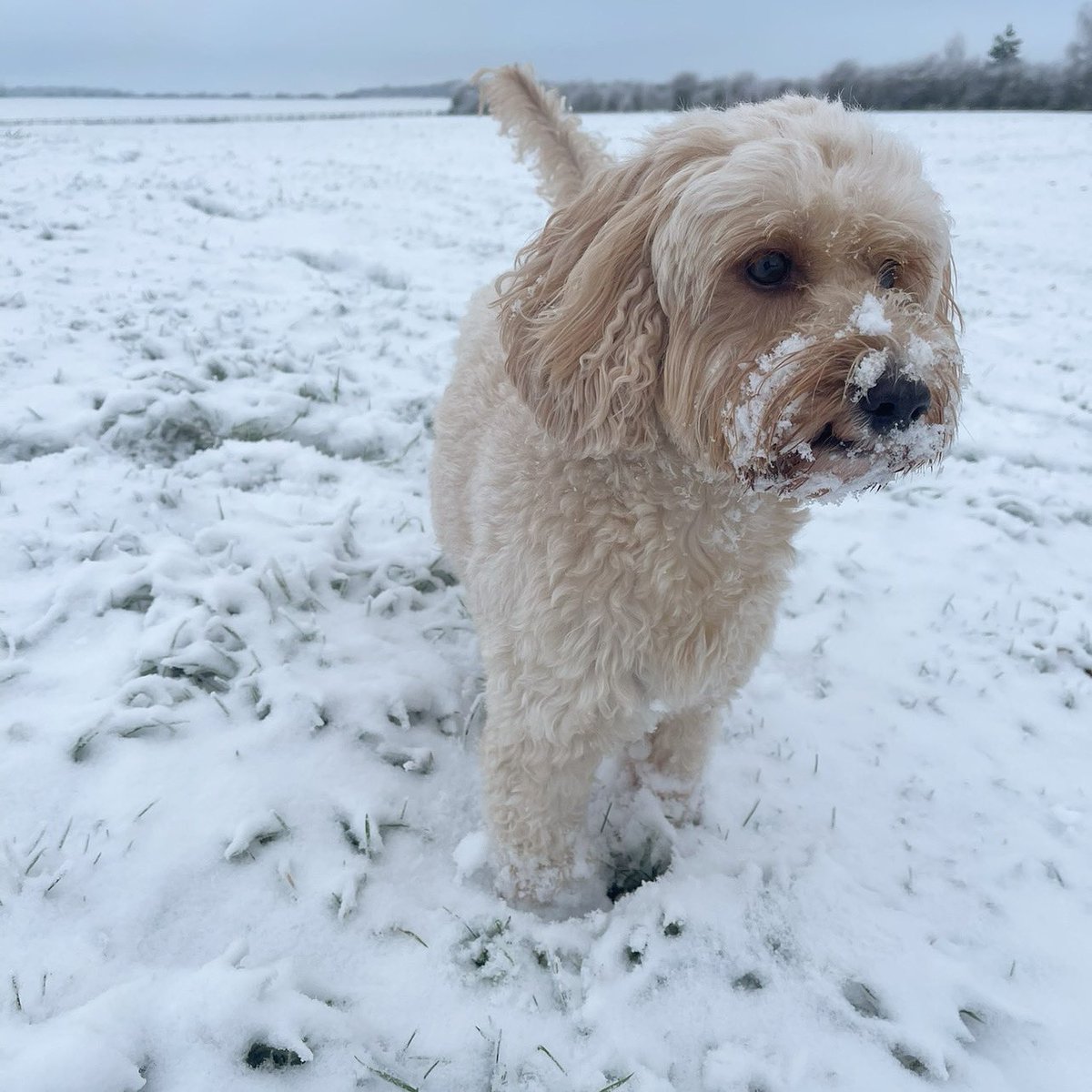 GaleaLatte's tweet photo. 🐾 ❄️ #snowday #lattegalea #galea #DogsofTwittter #cockapoo #cockapoosoftwitter #shortskinnylatte https://t.co/cPbU8hdQZH
